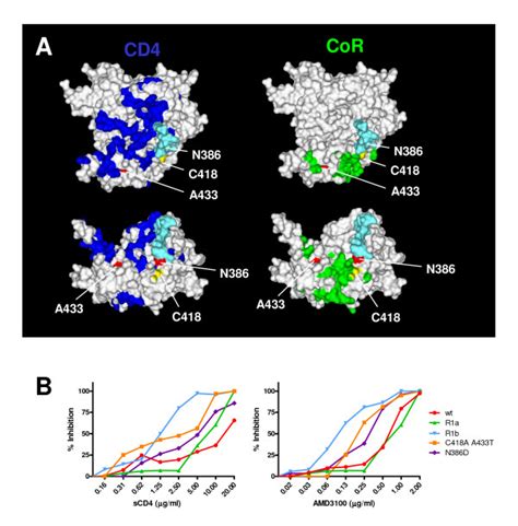 Inhibition By Inhibitors Of Receptor Interactions A Locations Of