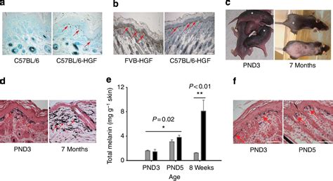 Figure 1 From Anatomy And Regenerative Biology Faculty Publications