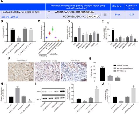 Anti Oncogenic Effects Of Sox2 Silencing On Hepatocellular Carcinoma