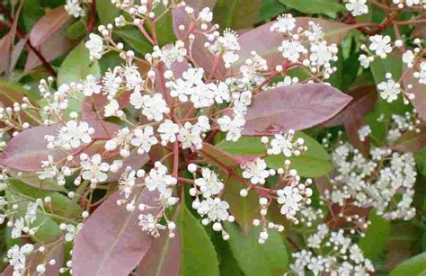 How to Grow Red tip Photinia or Photinia Fraseri to make fence?