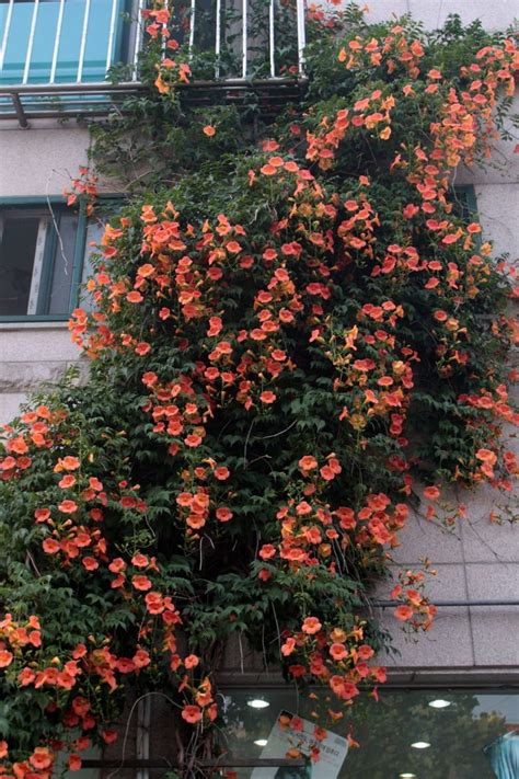 Роза наранга плетистая (Большое количество фото!) - treepics.ru