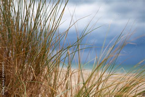 Herbes Et Gramin Es Sauvages En Bord De Mer Foto De Stock Adobe Stock