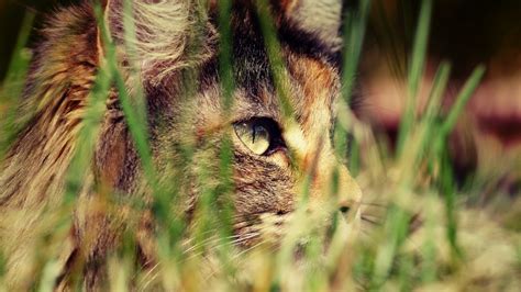 Fondos de pantalla gato Animales césped Tigre león fauna