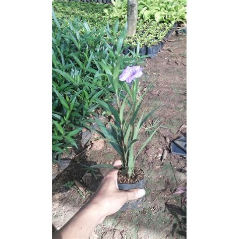 Jual Tanaman Hias Bunga Ruellia Tegak Tanaman Hias Tanaman Ruellia