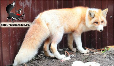 Red Fox Color Mutations