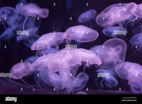 Moon Jellyfish Aurelia Aurita Purple Translucent Color And Purple