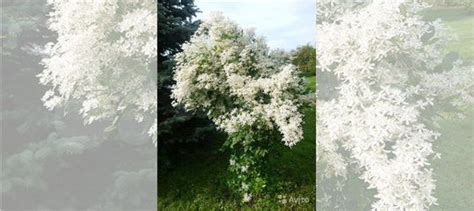 Клематис белый мелкоцветковый (меньчжурский) купить в Хотьково с ...