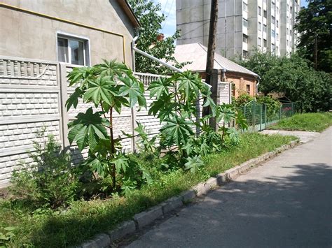Клещевина остров зеленый (65 фото) - фото - картинки и рисунки: скачать ...