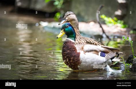 Colourful Male Drake Mallard Of A Mating Pair Anas Platyrhynchos