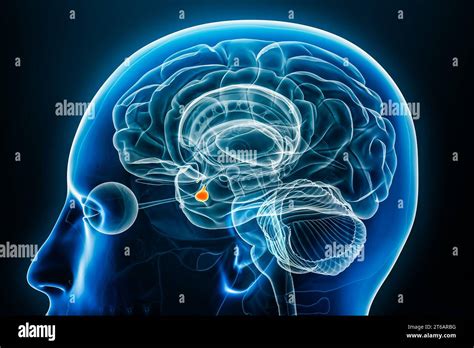 Vue rapprochée 3D du profil radiographique de l hypophyse avec contours