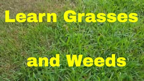 Common Lawn Weeds And How To Get Rid Of Them Experigreen Off