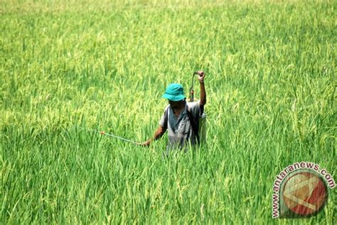 52 5 Hektare Tanaman Padi Langkat Diserang OPT ANTARA News