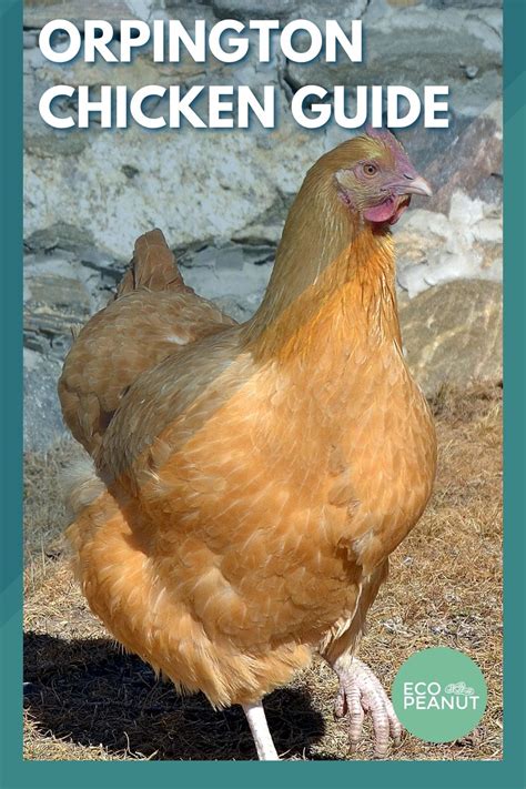 Orpington Chicken Breed: Everything You Need To Know