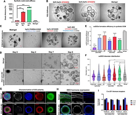 Organoid Co Culture Model Of The Human Endometrium In A Fully Synthetic