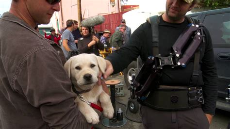 Behind The Scenes With Budweiser’s “Lost Dog” – Three Million Dogs ...