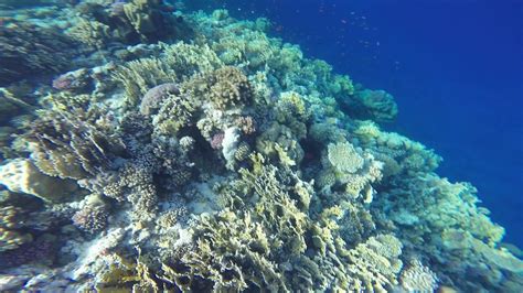 Египет (Марса-эль-Алам) - YouTube