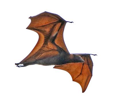 Large Flying Fox- Pteropus vampyrus