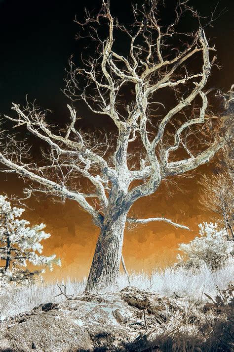 Naked Winter Tree In The Blue Ridge BW Photograph By Dan Carmichael