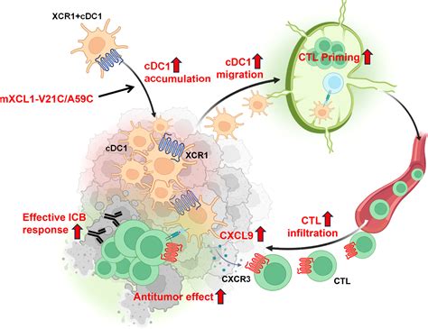 Intratumoral Delivery Of A Highly Active Form Of Xcl Enhances