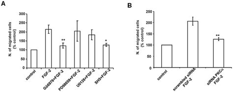 PKCa Is Required For FGF 2 Induced Cell Migration A HUVEC Were