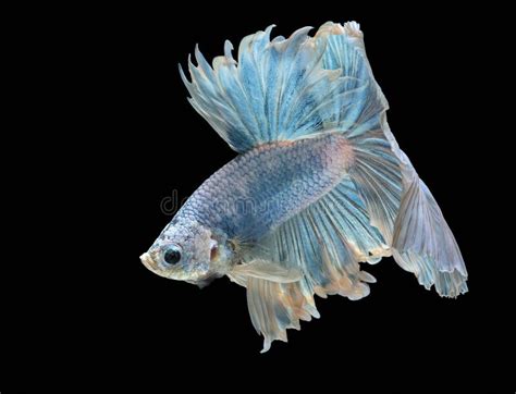 Siamese Fighting Fish Fight Blue Fish Betta Splendens Betta Fish