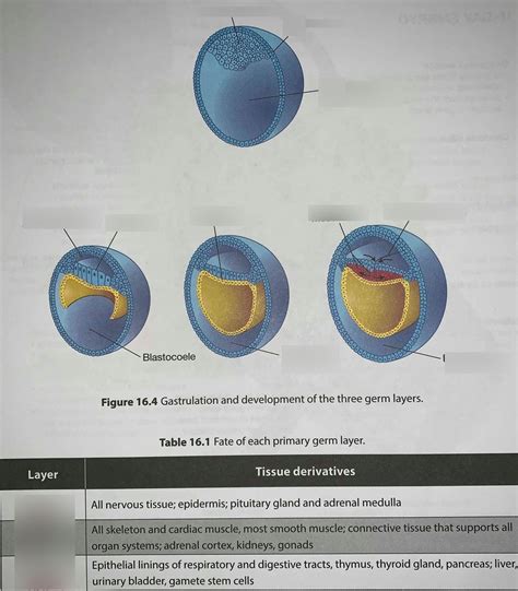 Gastrulation Diagram | Quizlet