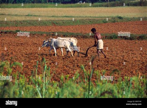 Farmer Ploughing Field Using Oxen Orissa India Hma Stock