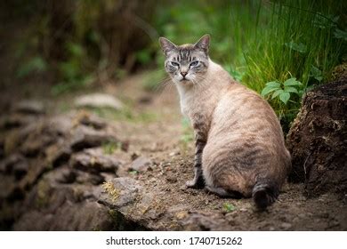 Grumpy Tabby Cat Blue Eyes Outdoors Stock Photo 1740715262 | Shutterstock