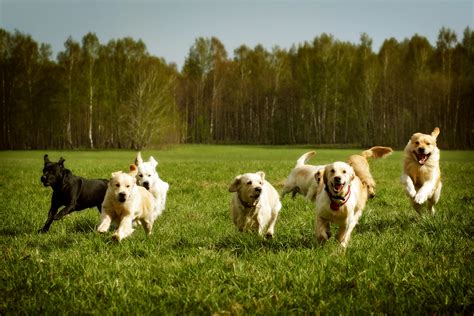 Running Dog