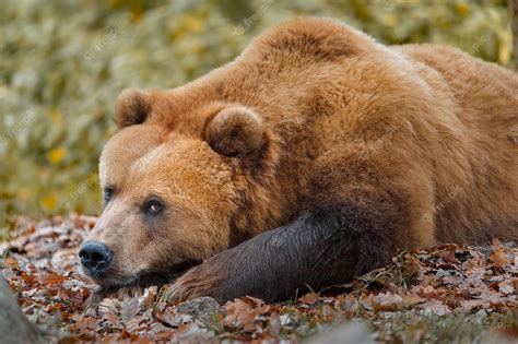 Premium Photo Kamchatka Brown Bear