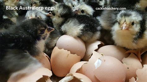 Black Australorp Fertile Hatching Eggs for Sale - Fresh/Fertile Eggs | Cackle Hatchery®