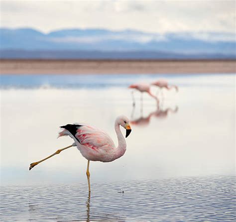 Best Andean Flamingo Stock Photos, Pictures & Royalty-Free Images - iStock