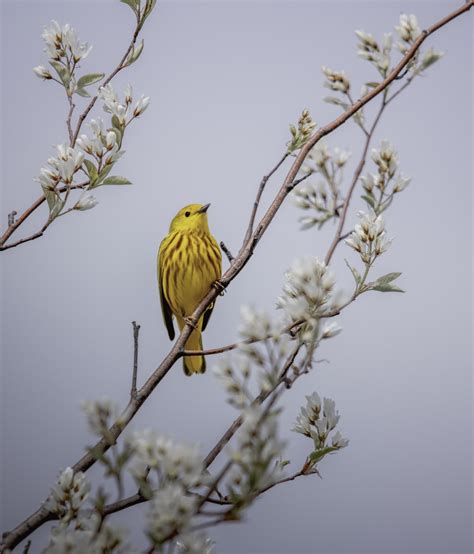 Lovely Birds And Flowers Wallpapers - Wallpaper Cave