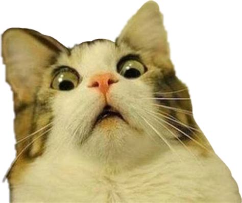 Funny Surprised Cat Meme