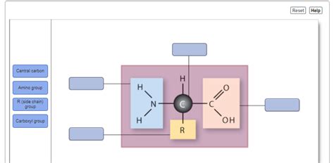 Solved Reset Help Central carbon I Amino group H =0 R (side | Chegg.com 
