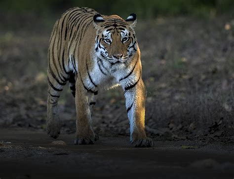 Kanha National Park & Tiger Reserve, Madhya Pradesh, India