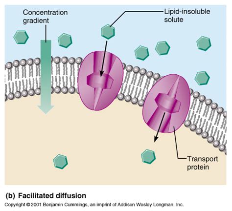 Diagram 12, Facilitated diffusion Diagram | Quizlet