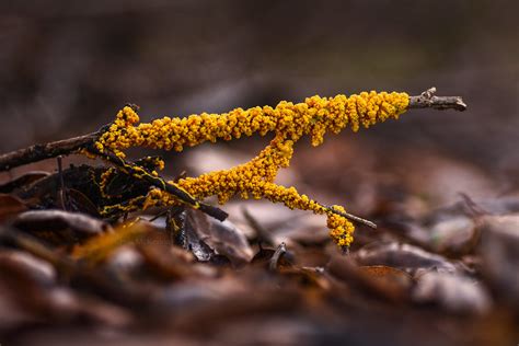 Plasmodial Slime Mold Photographed Using Tokina 100mm F 2 Flickr