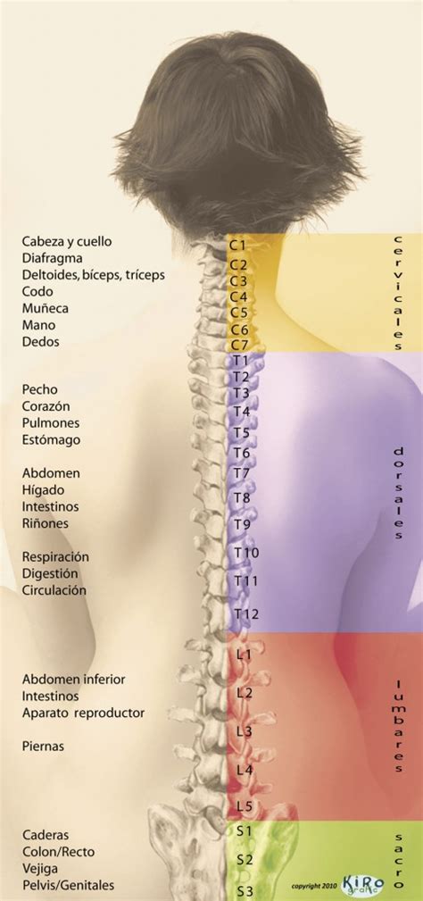 Dolor de espalda - Ana Quiropractica | Tu quiropractico en Majadahonda