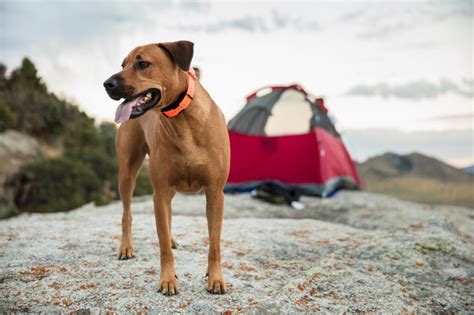 Dog Friendly Camping Spots in the UAE - PETWITHIT