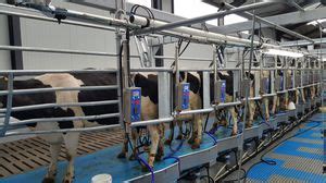 Salle De Traite Pour Vaches Smartway Boumatic Parall Le Avec