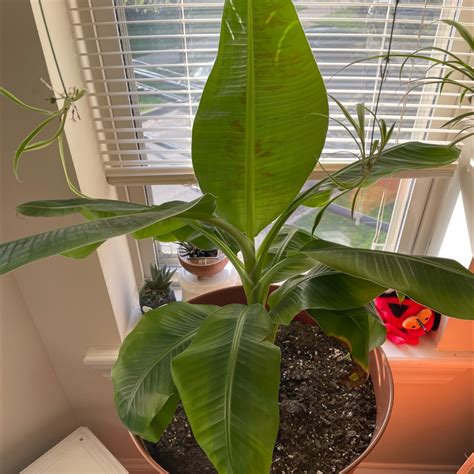 🍌 Propagating Your Banana Step By Step Guide