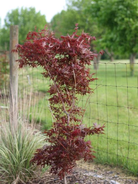 Photo Of The Seedling Or Young Plant Of Japanese Maple Acer Palmatum Suminagashi Posted By