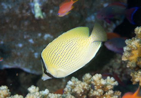 Speckled Butterflyfish Chaetodon Citrinellus Bali Wildlife