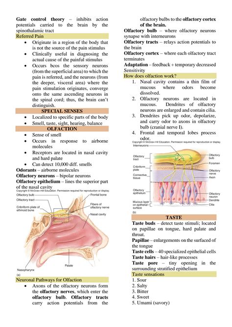 Solution Special Senses Anatomy And Physiology Studypool