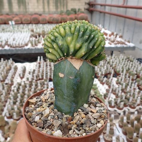 Trichocereus Pachanoi Cv Variegata Gepfr Cristata Uhlig Kakteen