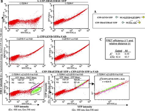 A Flow Cytometric Method To Detect Proteinprotein Interaction In