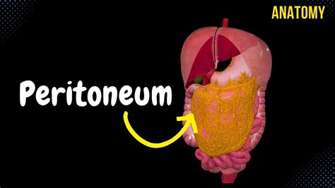 Peritoneum (Parts, Lesser Greater Omentum, Mesentery,, 60% OFF