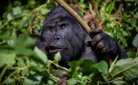 Gorilla Trekking Safaris - Dillar Tours & Travel