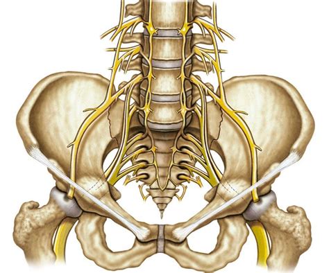 Sacrum And Coccyx Vertebrae Possible Cause Of Low Back Pain